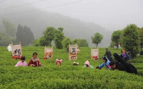 修文县陆丰村举办“邂逅六屯·水墨陆丰”第一届生态采茶活动