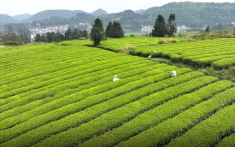 修文县陆丰村：满山“金叶子” 奏响“致富歌”