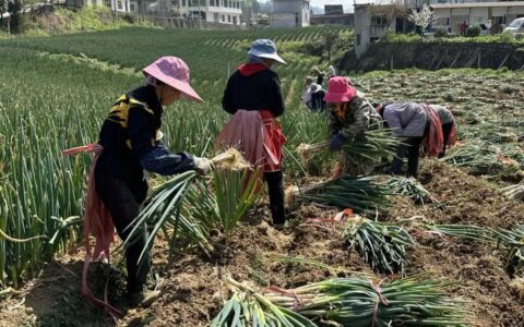 修文县元庆村：田间地头“葱”劲足 春风和煦促振兴