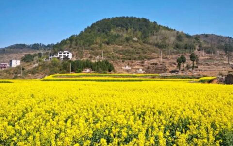 春染小坝千亩金 农旅融合产业兴——修文县小箐镇小坝村油菜花海绘就乡村振兴新图景