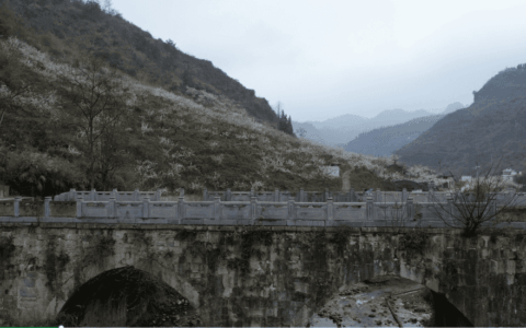 100天的春季 100分的美丽 | 修文县：蜈蚣古桥春光好 李花胜雪待客来