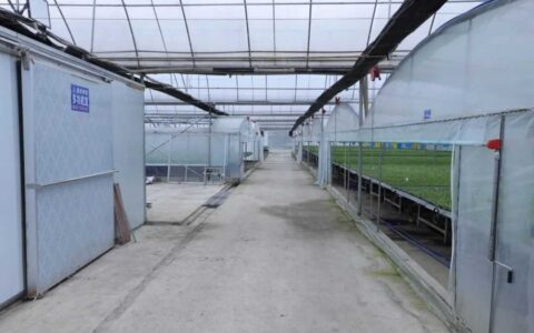 修文县温室大棚今春预计育苗1600万株