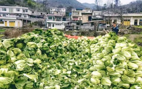 修文县大石布依族乡：白菜种植结硕果 百姓增收展笑颜