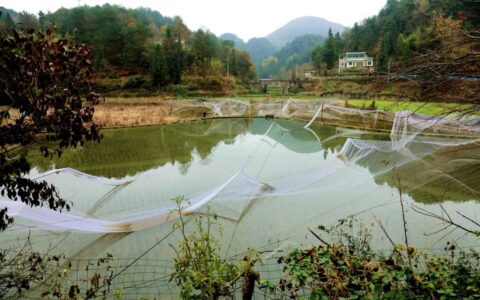 修文县岩鹰山村：稻鱼共生“丰”景好 撂荒土变“增收田”