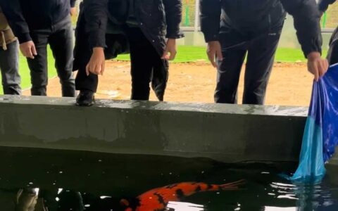 投放锦鲤种鱼 修文县小箐镇开启致富“新大门”