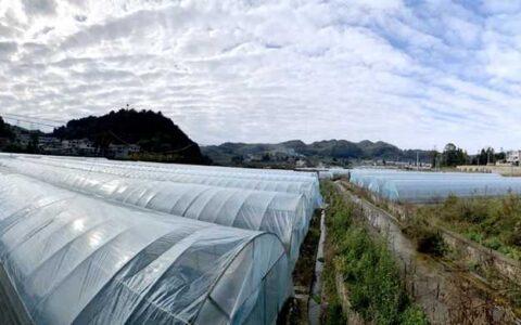 修文县阳明洞街道程官村草莓陆续成熟 进入采摘季