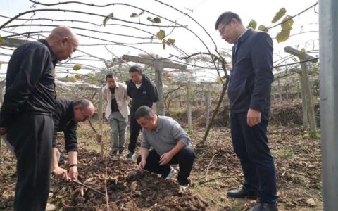修文县坪山村：猕猴桃园养蚯蚓 “蚓”出致富好“钱”景