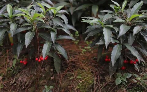 修文县六屯镇独山村林下中药材种植有序推进