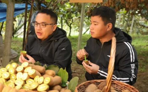修文：直播成为“新农活” 猕猴桃实现“黔货出山”