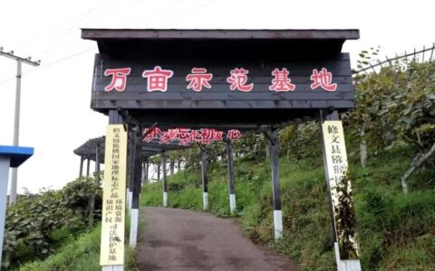 甜“猕”来袭 修文猕猴桃即将上市