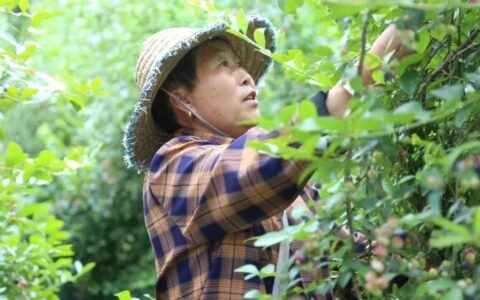 修文县清溪村500余亩蓝莓熟了！边摘边吃，快约起来吧~