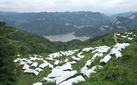 【乡镇风采】修文县六桶镇：500亩精品李子住进清凉“帐篷”
