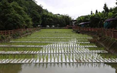 【乡镇风采】“漂浮水稻”在修文县阳明洞街道普陀村试水