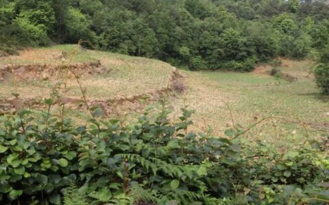 【乡镇风采】修文县中松村：党建引领 撂荒地变“粮”田