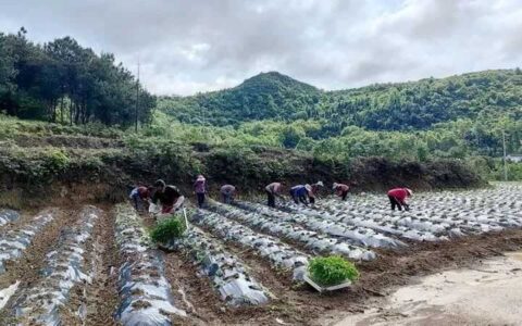 【乡镇风采】修文县扎佐街道大兴村：辣椒种植忙 致富有奔头