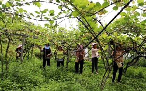 【奋进的春天】修文县平滩村：果农化身“小蜜蜂” 猕猴桃人工授粉忙