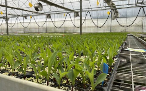 修文县小箐镇：特色农业助推乡村振兴发展鲜食玉米试验走进幸福小箐